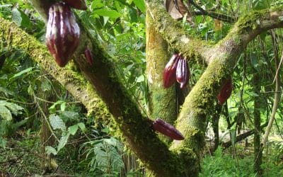Comment j’ai fait mon propre chocolat en Amazonie équatorienne