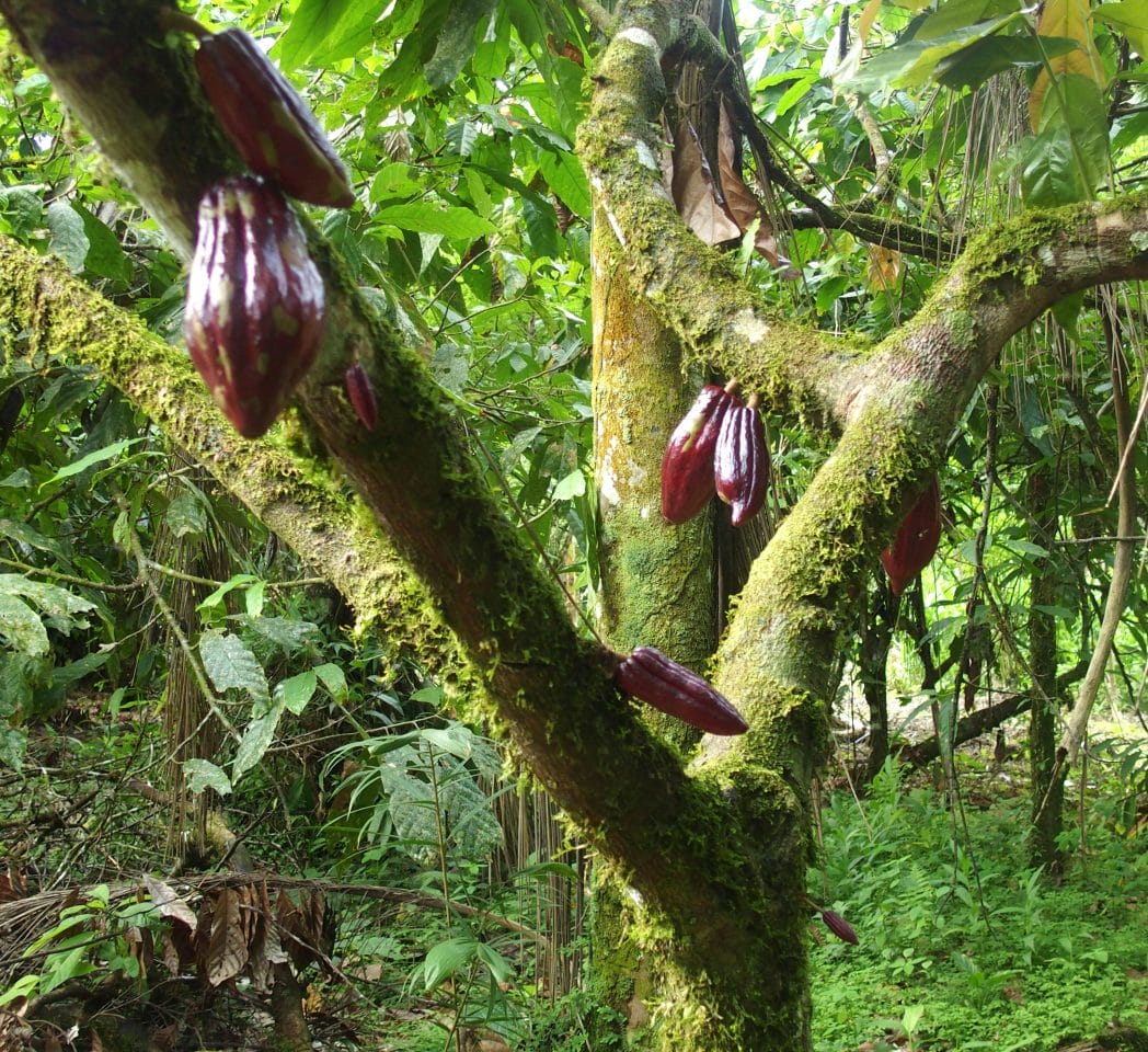 Cacaoyier en Amazonie équatorienne