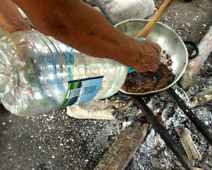 Cabosses sur cacaoyer